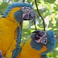 Blue-Throated Macaws Reserve in Bolivia More than Doubles in Size