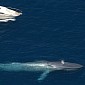 Blue Whales Make a Comeback in California Waters