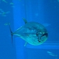 Bluefin Tuna and Swordfish Are Facing a High Risk of Collapse