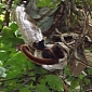 Boa Constrictor Photographed Eating a Howler Monkey for the First Time Ever