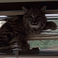Bobcat Attempts Breaking and Entering, Fails Miserably