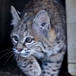 Bobcat Is Too Nice and Too Cute to Be Released into the Wild