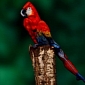 Body-Painter Transforms Model into Amazing Parrot Illusion