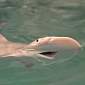 Bonnethead Shark Pups Thriving at North Carolina Aquarium
