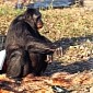 Bonobo Chimpanzee Is Able to Light Fire and Cook Food for Himself – Video