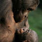 Bonobos Are Better at Conflict Resolution than Humans