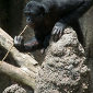 Bonobos Shake Their Heads to Say 'No'