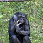 Bonobos Show Tendency to Share Their Food