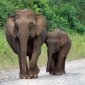 Borneo's Pygmy Elephants, Under the Risk of Extinction