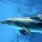 Bottlenose Dolphin Calf Born at SeaWorld San Diego