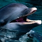 Bottlenose Dolphins Attack, Kill Two Porpoises