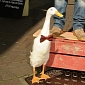 Bow Tie-Wearing Duck is Forbidden Participation from Charity Events