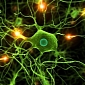 Brain Cells Are Able to Outlive the Body