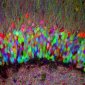 Brainbow: The Fluorescent Rainbow Painting Brain