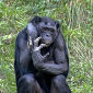 Brains of Chimps, Bonobos Analyzed and Compared