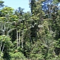 Brazil Adopts New Controversial Forest Regulations