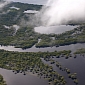 Brazilian Forests Show Decline in Deforestation