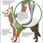 Breakthrough: Prosthetic Dog Paw