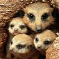 Brevard Zoo in Florida, US, Now Home to Adorable Meerkat Pups