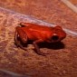 Bright Orange Poisonous Frog Found in Panama Is a New Species