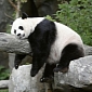 Britain's First Giant Panda Cub Could Soon Be Born at Edinburgh Zoo