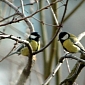 Britain's Great Tits Now Threatened by Foreign Strain of Avian Pox