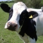 British Authorities Investigate Claims Clone Milk Is Sold in Stores