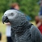 British Parrot Missing for 4 Years Returns Home Talking Spanish