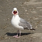 British Seagulls Are Getting Drunk on Ants