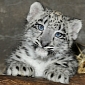 Brookfield Zoo Announces the Birth of a Snow Leopard Cub