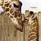 Brookfield Zoo Debuts Baby Giraffe