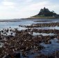 Brown Algae, the Cause of British-Like Cloudy Coasts