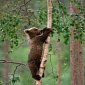 Brown Bear Cub Killed at Zoo in Switzerland