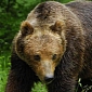 Brown Bears Given the Sack After Working for Two Years as Entertainers