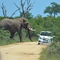 Bull Elephant Turns Chevrolet Aveo Topsy-Turvy