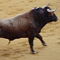 Bull Runs Will Soon Be Held in Several American States