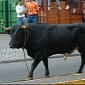 Bulls vs. Humans in the Azores – Bulls Win