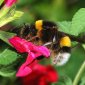 Bumblebees Behave Much like Serial Killers