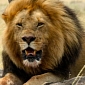 Burger Joint in Dallas Agrees to Feed Sick Lion