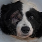 Burglars Leave a Dog Blind After Kicking It in the Head