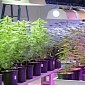 Burglars Steal 20 Marijuana Plants from Grow Center in Denver