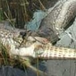 Burmese Python Explodes While Digesting an Alligator