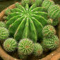 Cactus Species Diversified a Few Million Years Ago