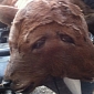 Calf with Two Heads Born on Farm in Oregon