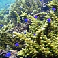 California Expands Marine Protected Areas
