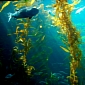 California Kelp to Reveal Extent of Fukushima Contamination