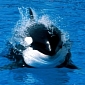 California Moves to Outlaw SeaWorld Orca Shows