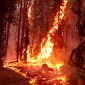 California Wildfires Search Results Lead to Malware