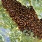 California Woman Attacked by Swarm of Killer Bees, Suffered 1,000 Stings