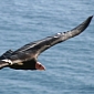 California's Condors Are Threatened by Lead Poisoning